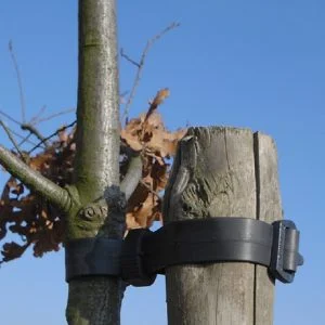Buckle Tree Tie Large 60cm Box of 50