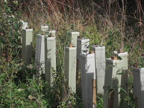 A box of 10 60cm tree shelters and stakes