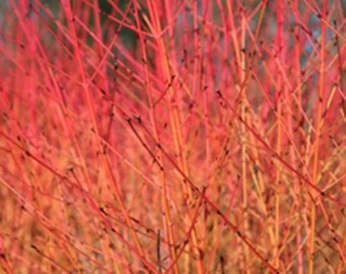 Hedging Dogwood Plants
