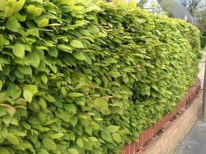Hornbeam Hedging