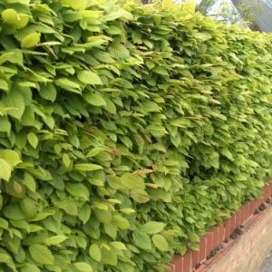 Hornbeam Hedging