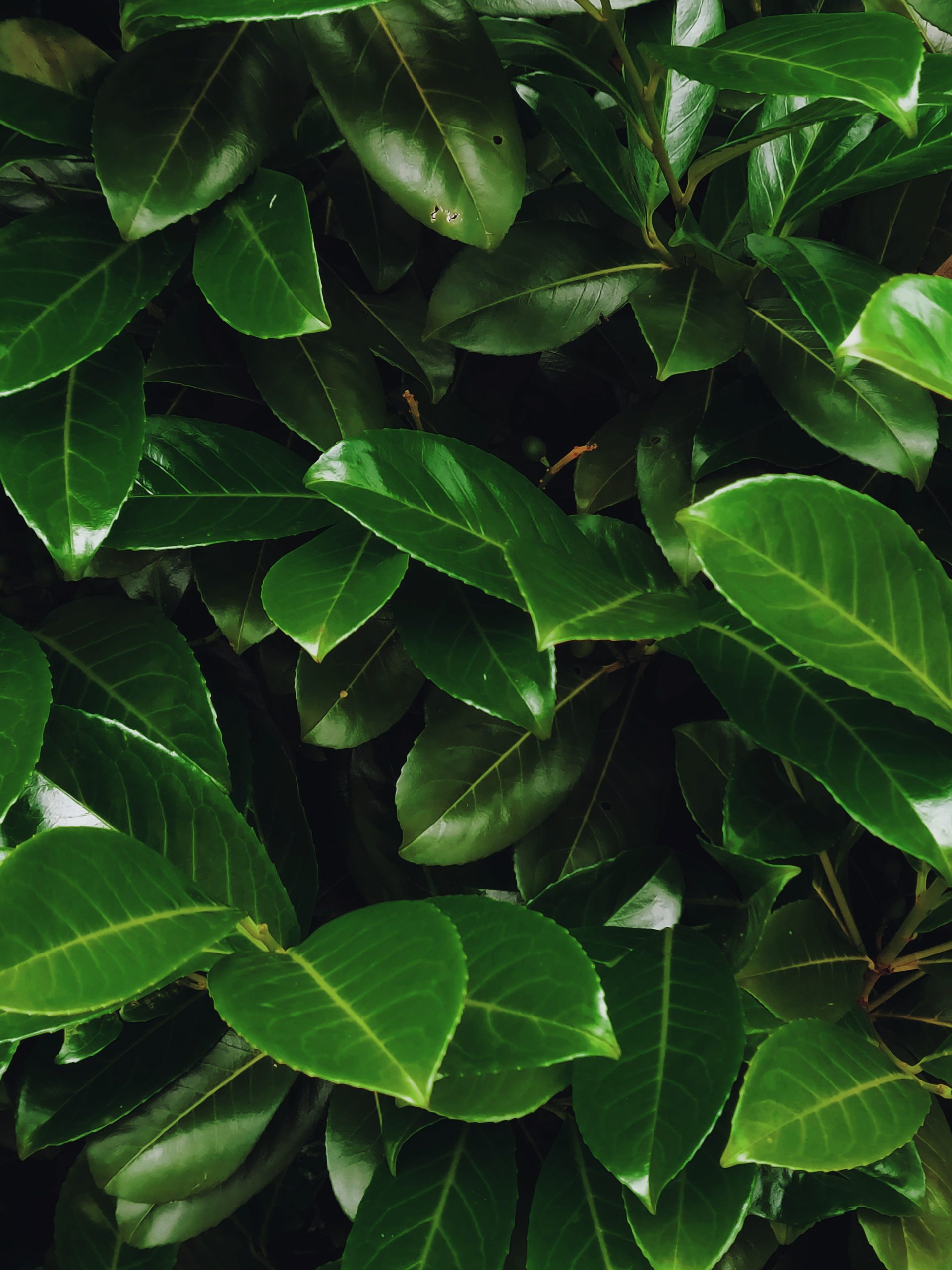 Cherry Laurel evergreen hedge