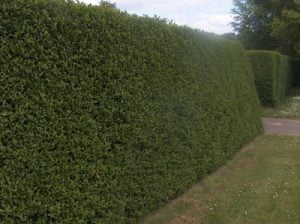 Green Privet Hedging