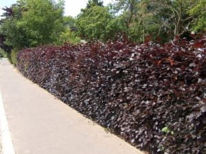 Purple Beech hedging