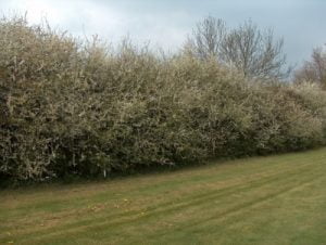 Blackthorn Hedging Plants