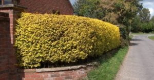 Golden Privet Hedging