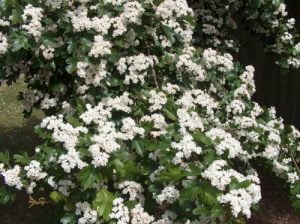 Hawthorn Hedging Plants