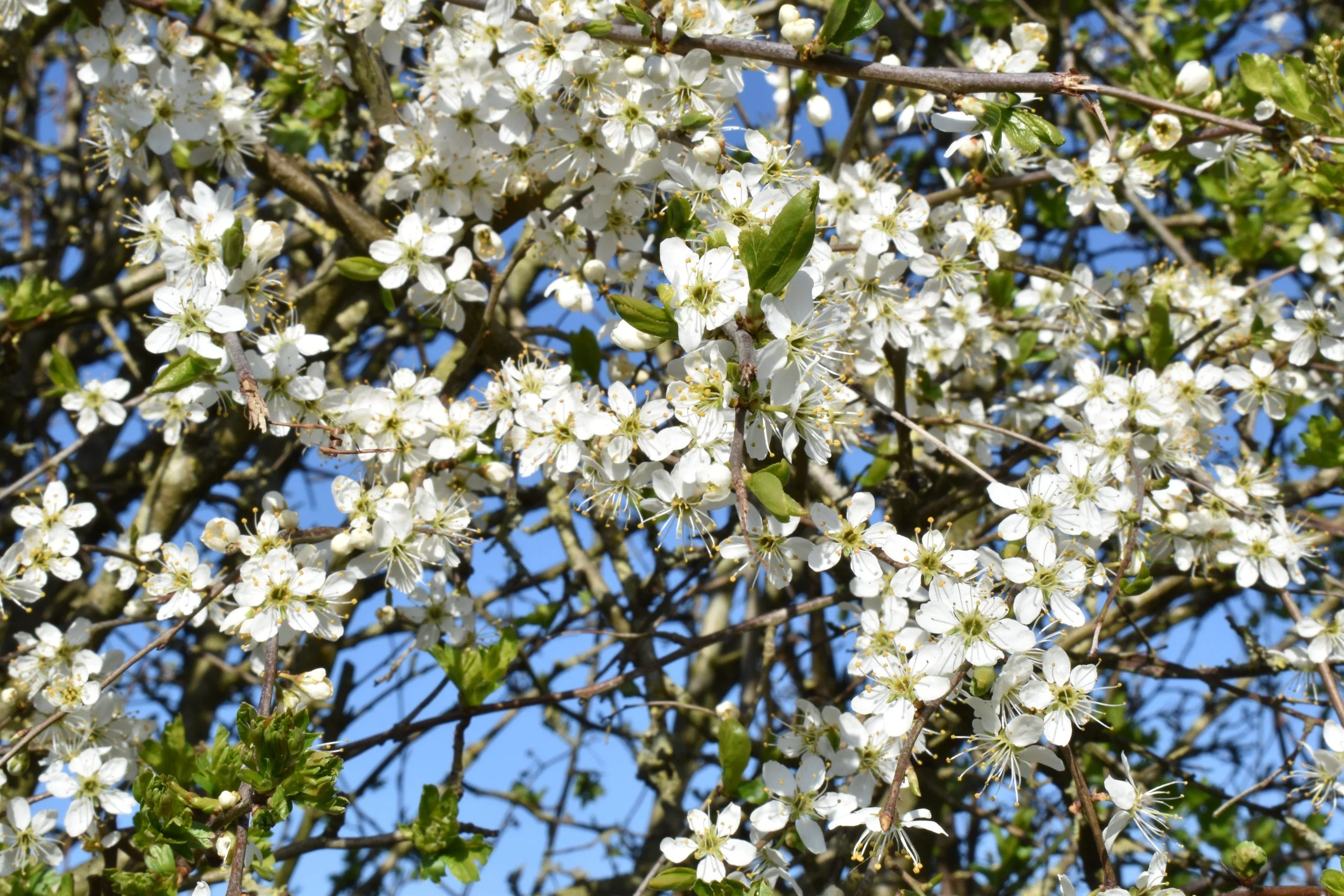Hawthorn Hedging Plants