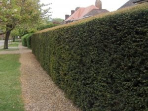 Yew Hedging