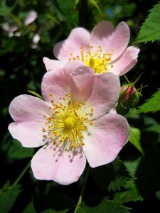Dog Rose Hedging Plants
