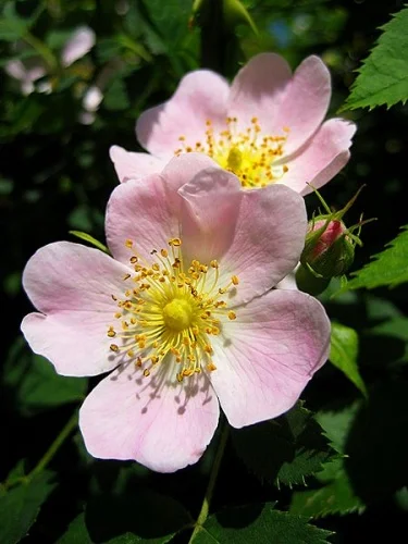 Dog Rose Hedging Plants