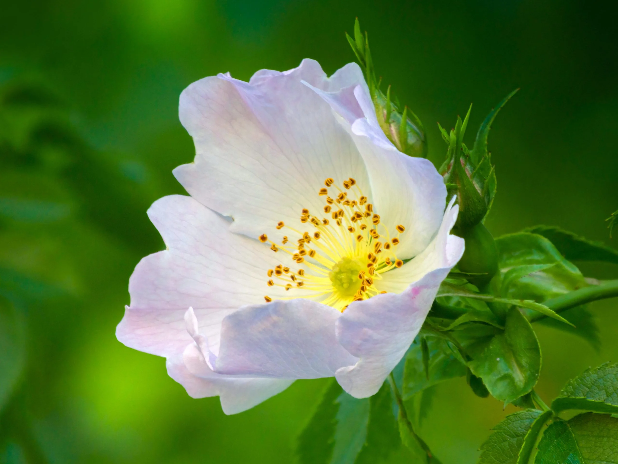 White Red Hedging Rose