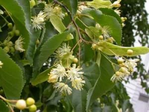 Lime Hedging Plants
