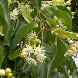Lime Hedging Plants