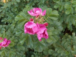 Hedging Rose Plants