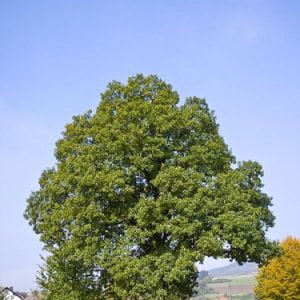Sessile Oak Hedging Plants