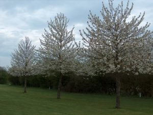Wild Cherry Hedging Plants