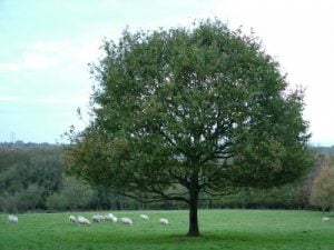 English Oak Hedging Plants
