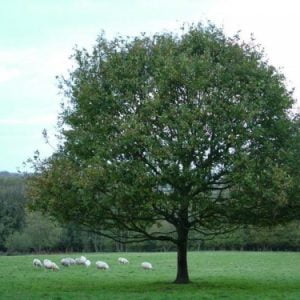 English Oak Hedging Plants