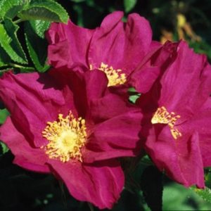 White & Red Hedging Rose (Rosa Rugosa Alba/Rubra) 40-60cm