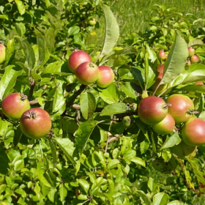 Crab Apple Hedging Plants