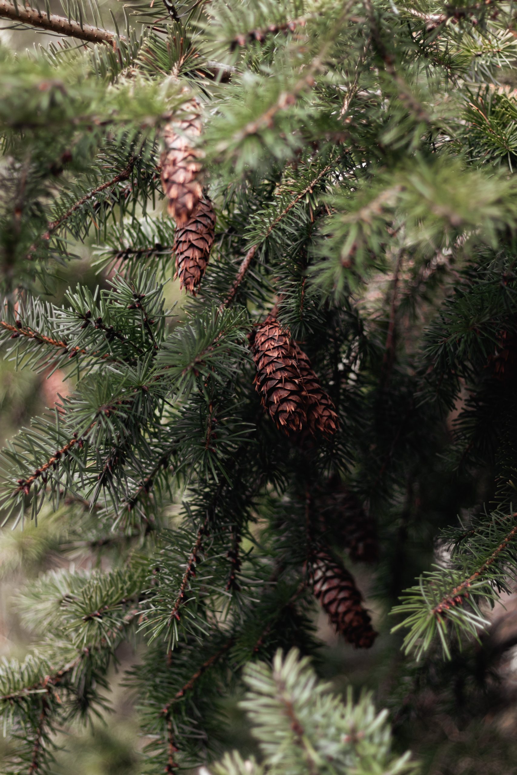 Norway Spruce - Image 4