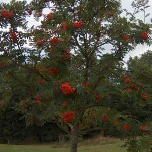 Rowan Hedging Plants