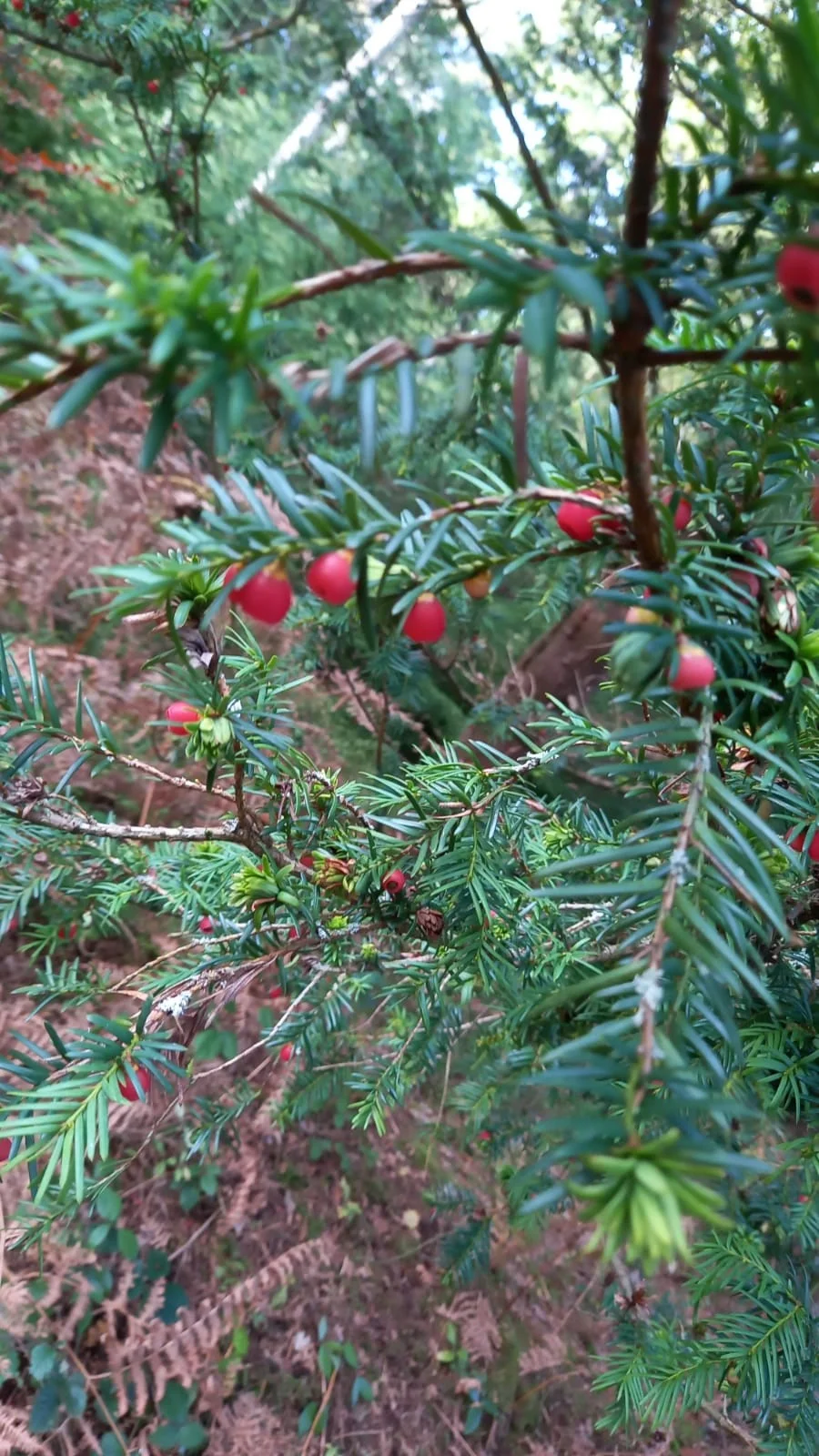 Yew Hedging