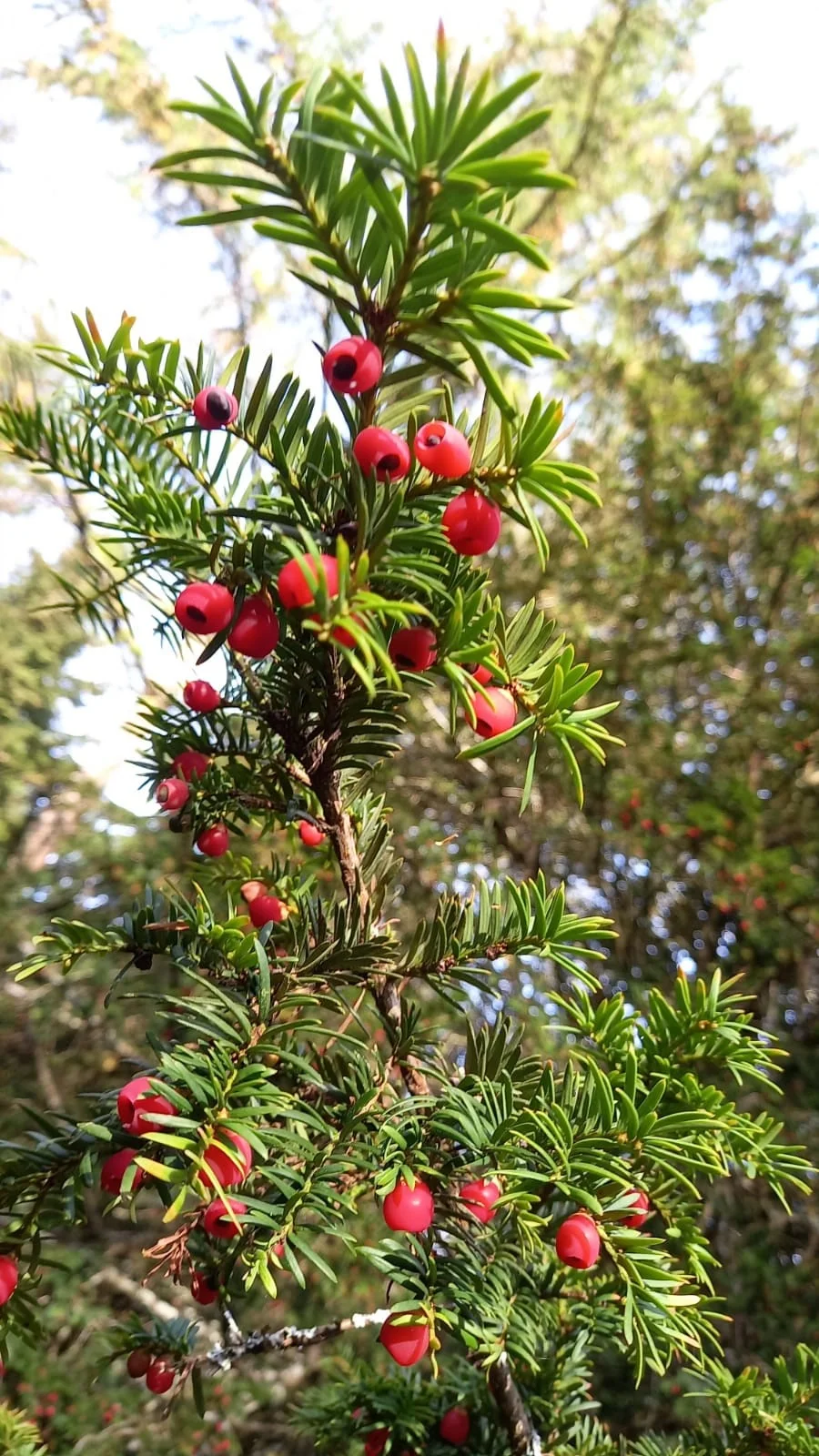 Yew Hedging