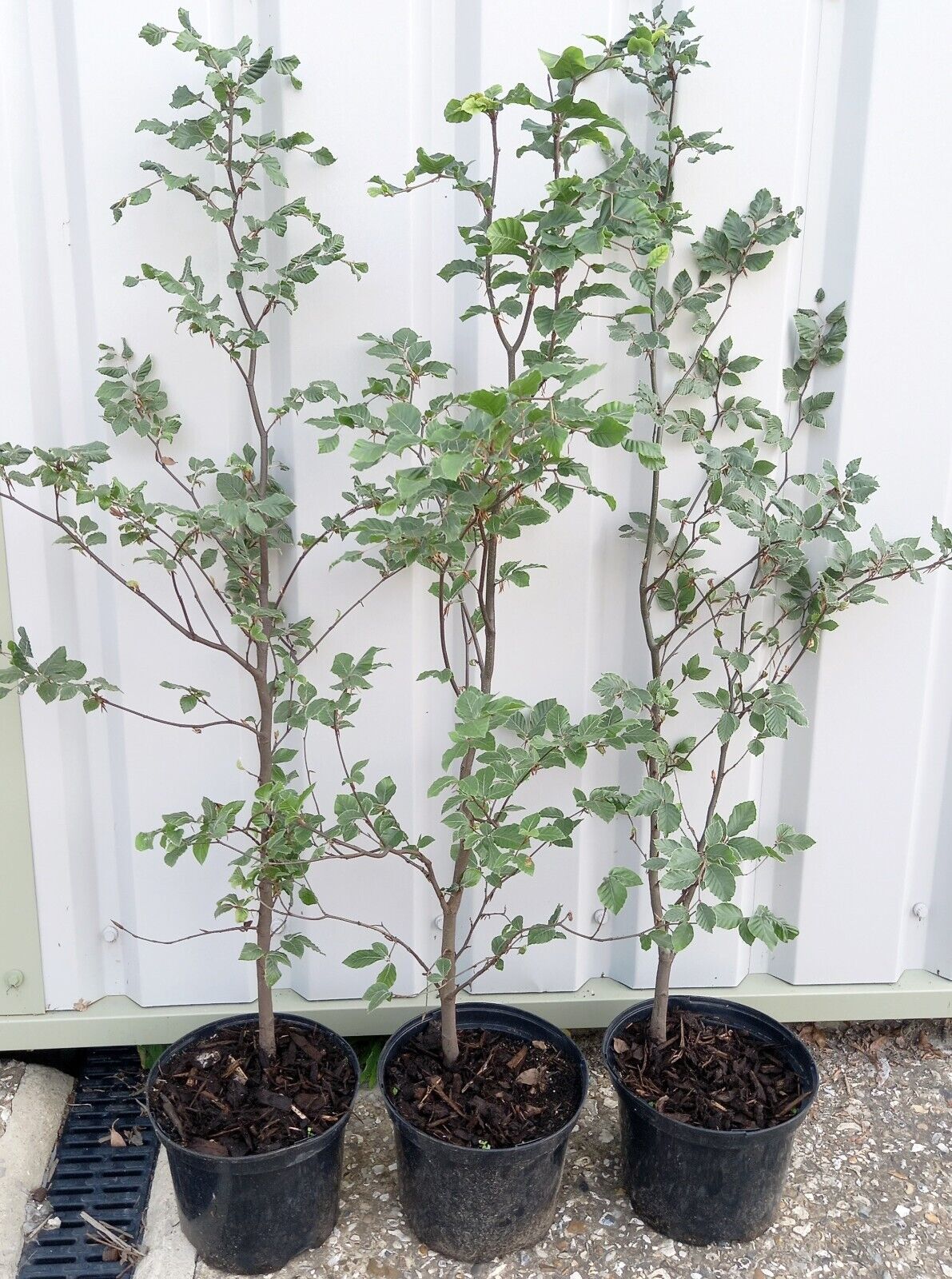 Potted Green Beech (Fagus Sylvatica) Farm and Garden Supplies