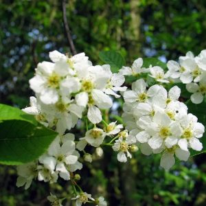 Bird Cherry Hedging Plants