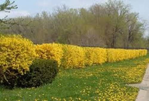 Forsythia Hedging