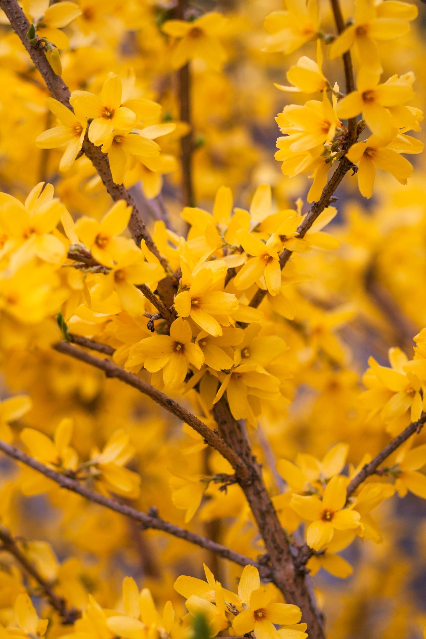 Forsythia Hedging
