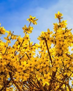 Forsythia Hedging