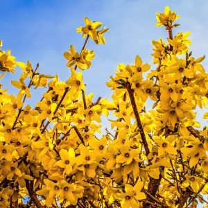 Forsythia Hedging