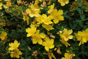 Hypericum Hedging