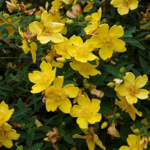 Hypericum Hedging