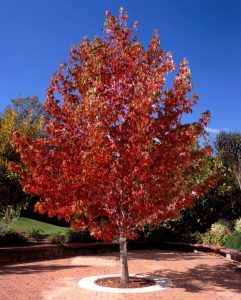 Liquidamber Hedging Plants