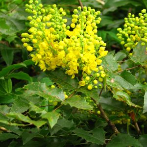 Mahonia Hedging