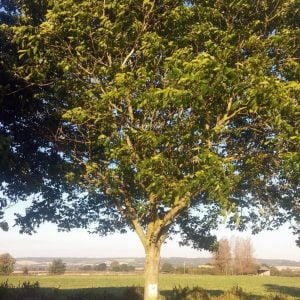 Walnut Hedging Plants