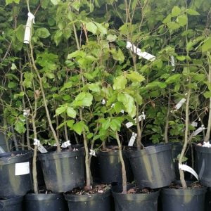 Potted Plants