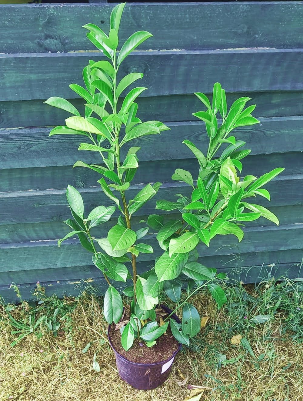 Potted Laurel Hedging Plants