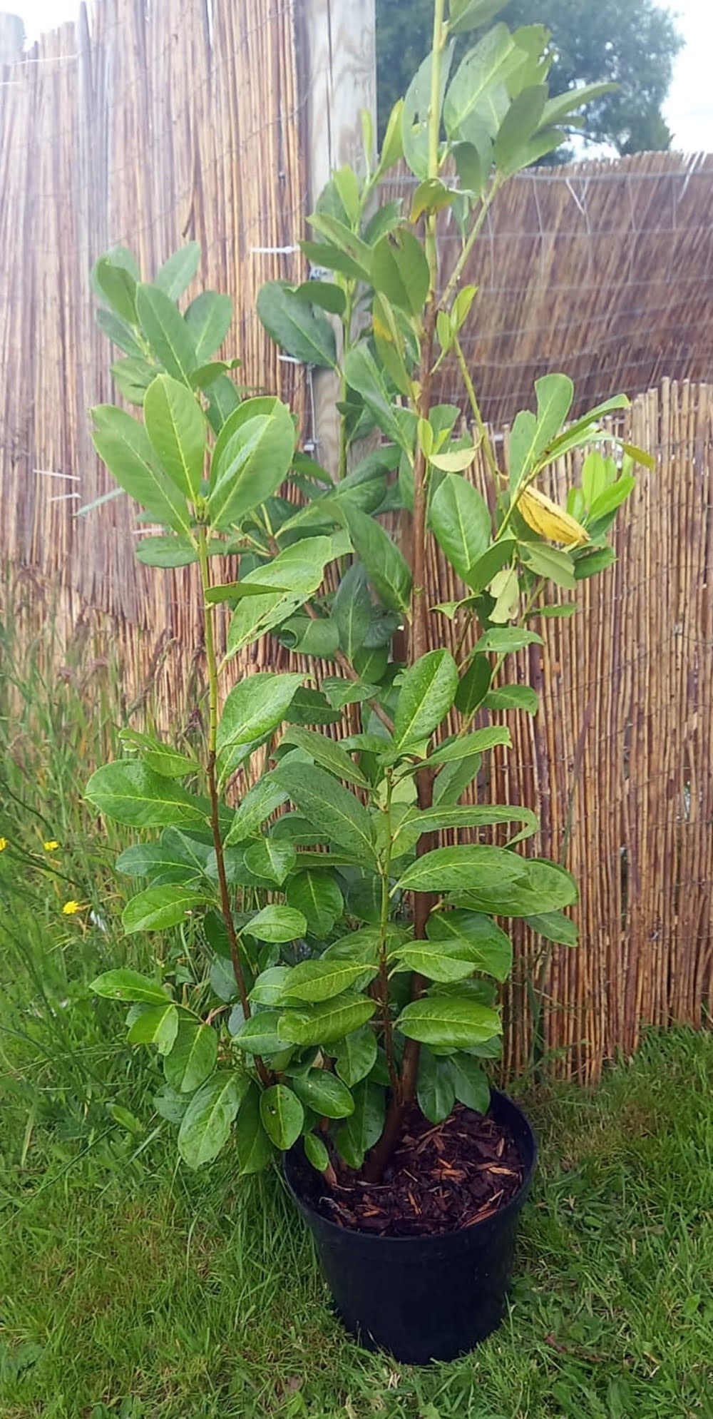 Potted Laurel 1.2-1.5m 1