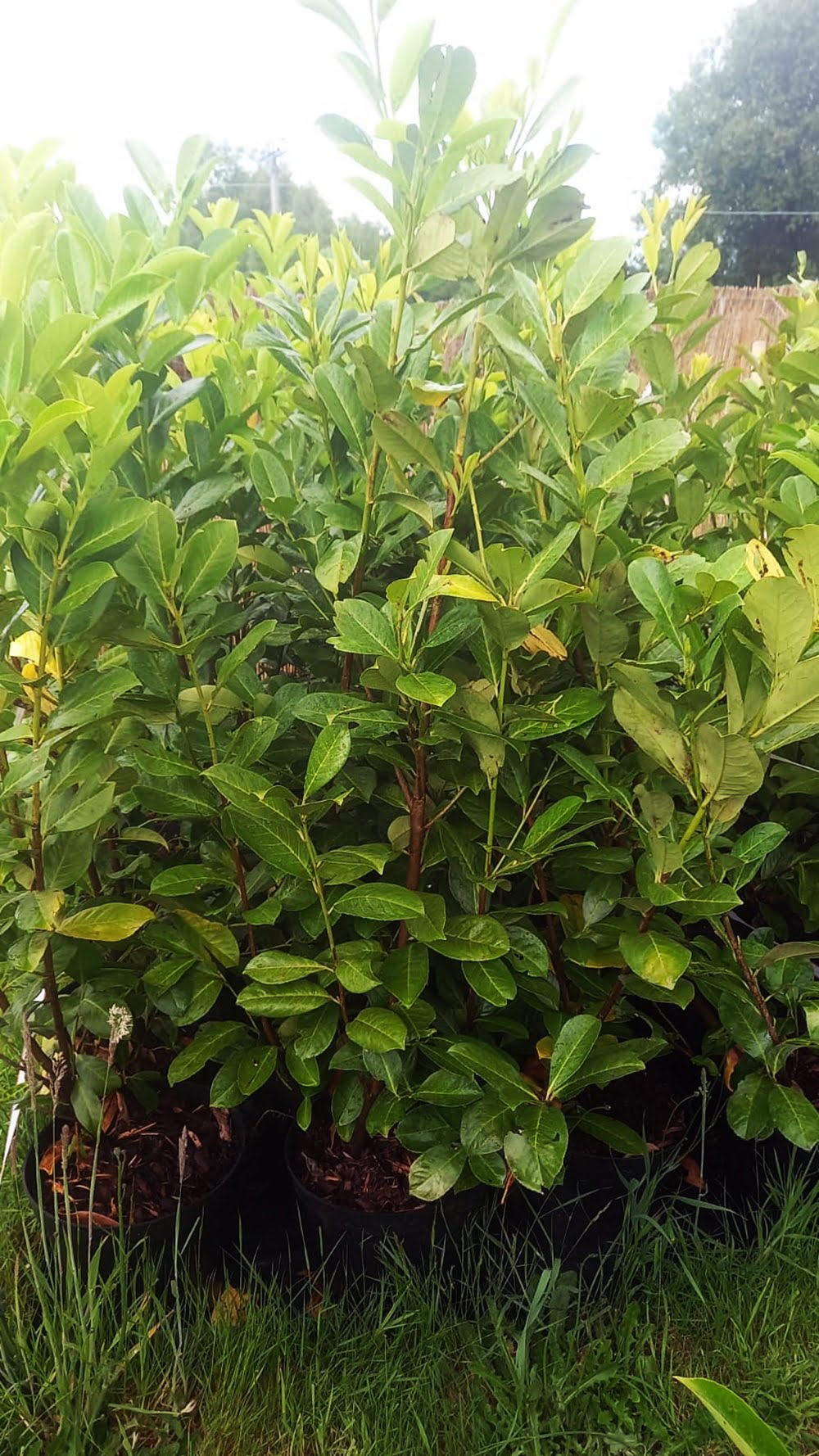 Potted Laurel 1.2-1.6m 2