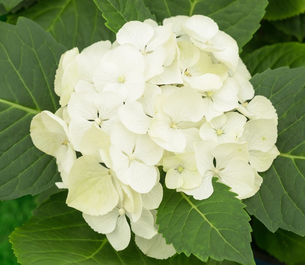 Hydrangea Shrubs (Hydrangea Paniculata) 40-60cm