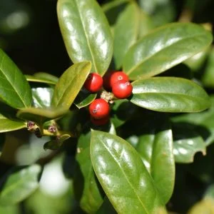 Ilex Crenata Green Hedge