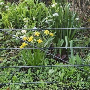 Decorative Metal Fence