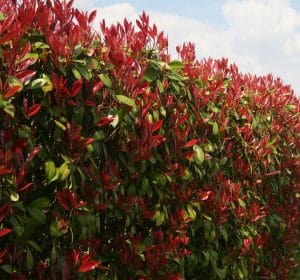 Photinia Red Robin