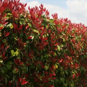 Photinia Red Robin