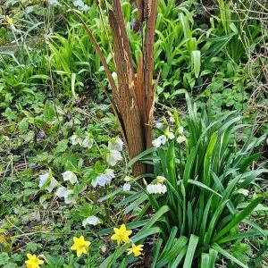 Decorative Reeds Garden Stake